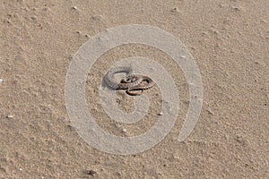 Water snake crawls on the sand. water snake crawls on the sand