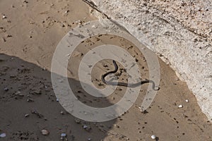 Water snake crawls on the sand. water snake crawls on the sand