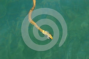 Water snake caught the fish