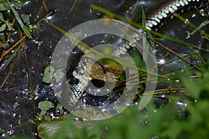 Water snake caught the frog