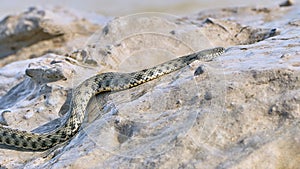 Water snake creeps on the stone