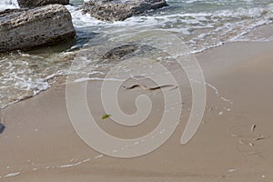 Water snake creeps into the water.. water snake crawls on the sand