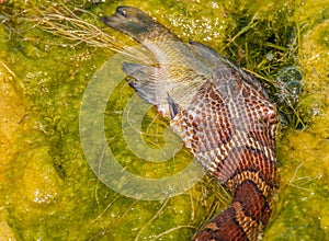 Water Snake Eating Prey