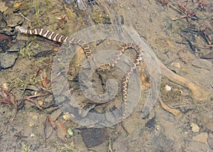 Water Snake Eating Prey