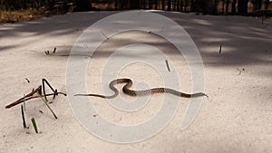 Water snake emerging from hibernation, crawling in the snow. Dice snake. Reptile