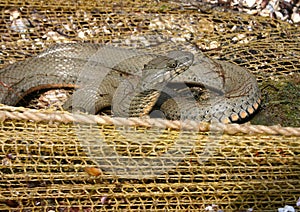 Water snake on the hunt