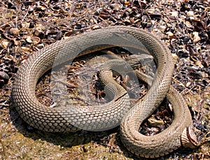 Water snake on the hunt on the shore