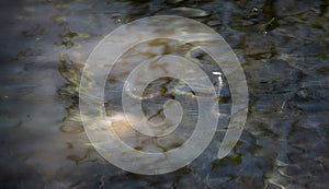 Water snake inside the water raised looking for prays