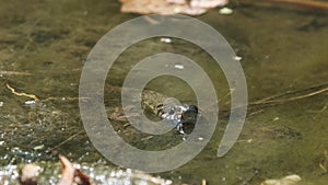 Water Snake lurks in the River of Swamp Thickets and Algae