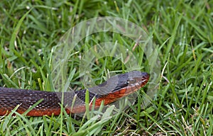 Water snake on the move in the grass