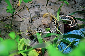 Water snake moving forward to its hole. Nonvenomous buff striped keelback crawling