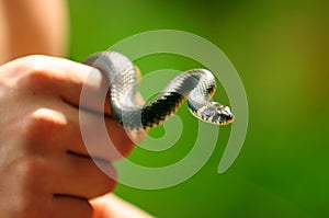 Water Snake (Natrix) in Hand