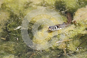 Water snake