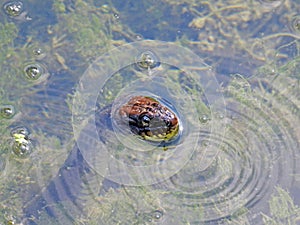 Water snake pokes head up through water to look around