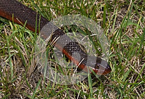 Water snake with a red belly