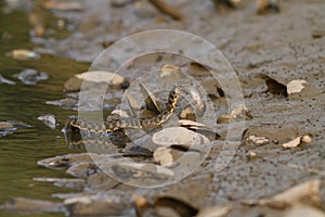 Water snake on the river