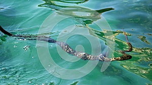 Water snake in the sea