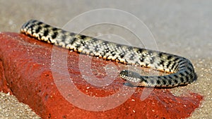 Water snake at the seashore