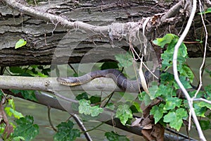 Water snake on a stick under relaxing under a log and trying not to be seen