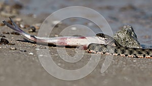 Water snake swallows fish