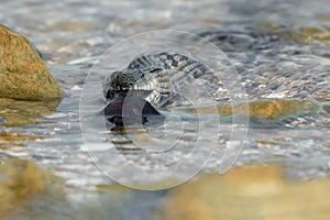 Water snake swallows fish