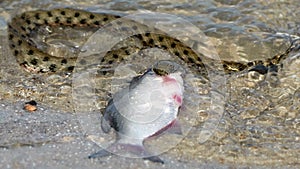 Water snake swallows fish