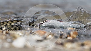 Water snake swallows fish