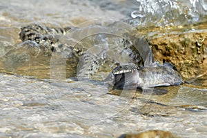 Water snake swallows fish