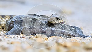 Water snake swallows fish