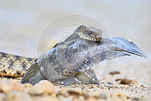 Water snake swallows fish