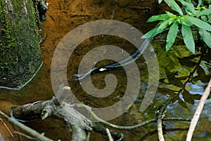 Water Snake Swimming In The Shallow Swamp Waters.