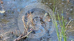 Water Snake Swims through Marshes of Swamp Thickets and Algae. Slow Motion
