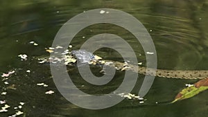 Water Snake Swims through River of Swamp Thickets and Algae