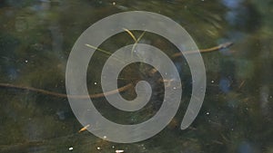 Water Snake Swims through River of Swamp Thickets and Algae