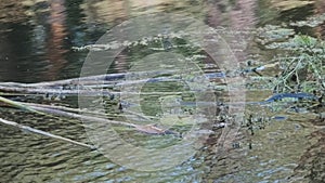 Water Snake Swims through River of Swamp Thickets and Algae. Slow Motion