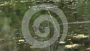 Water Snake Swims through River of Swamp Thickets and Algae. Slow Motion
