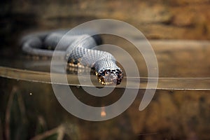 Water Snake in tank