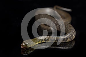 Water Snake Triangle Keelback Xenochrophis trianguligerus  on black