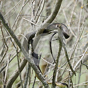 Water snake unwrapping from sunning  branch