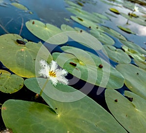 Water snowflake from kas pathar valley of flowers from maharashtra - single