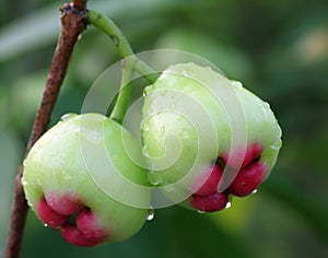 Water soaked rose apple