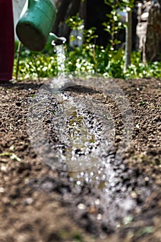 Water the soil from the watering can. Close-up, concept gardening, yard work