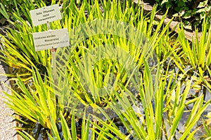 Water Soldiers or Stratiotes Aloides plant in Zurich in Switzerland