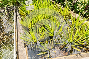 Water Soldiers or Stratiotes Aloides plant in Zurich in Switzerland