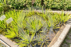 Water Soldiers or Stratiotes Aloides plant in Zurich in Switzerland