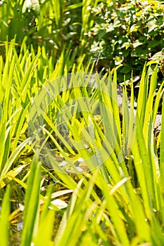 Water Soldiers or Stratiotes Aloides plant in Zurich in Switzerland