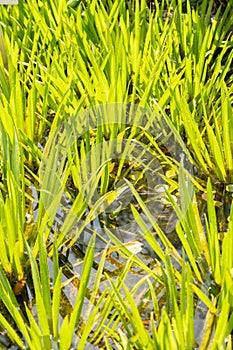 Water Soldiers or Stratiotes Aloides plant in Zurich in Switzerland