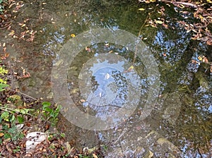 water source. Reflections of trees, grasses, autumn leaves, and the sky.