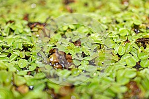 Water spangles or Salvinia Minima plant in Saint Gallen in Switzerland