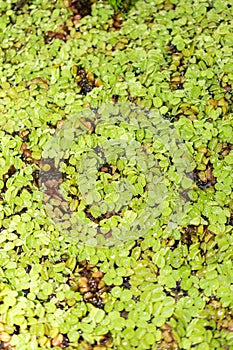 Water spangles or Salvinia Minima plant in Saint Gallen in Switzerland